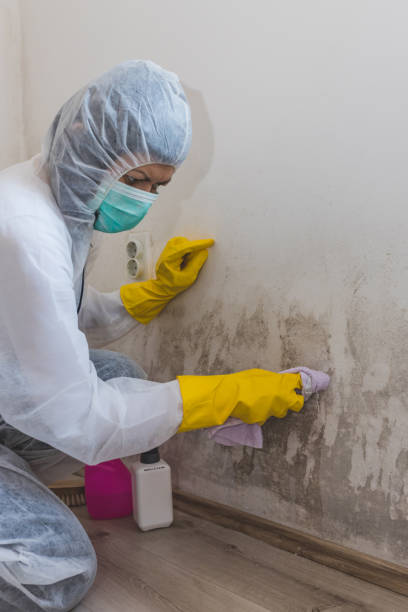 Best Industrial Mold Remediation  in Scotts Valley, CA